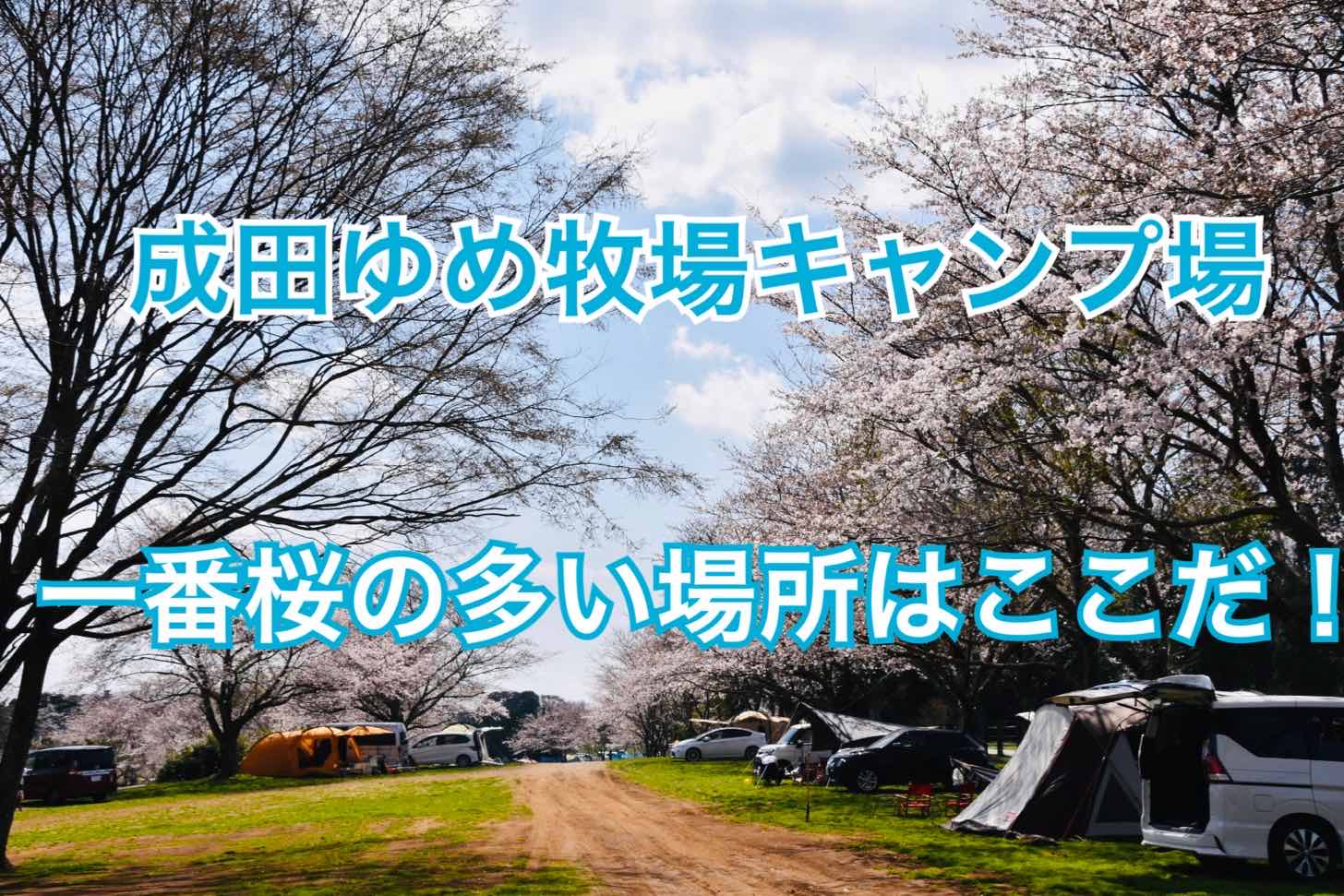 21最新お花見情報 成田ゆめ牧場キャンプ場の桜の多いおすすめサイトはここだ バスコン58号が行く